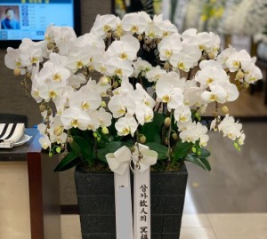 서양난